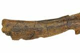 Hadrosaur (Edmontosaurus) Caudal Vertebra - South Dakota #145848-5